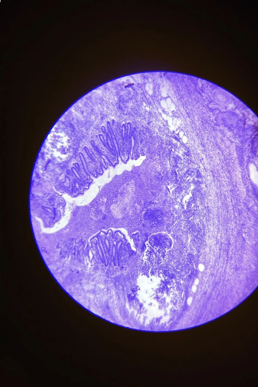 Microscopic cross-section of gel polymer network in purple tones compared to air-dry polish structure