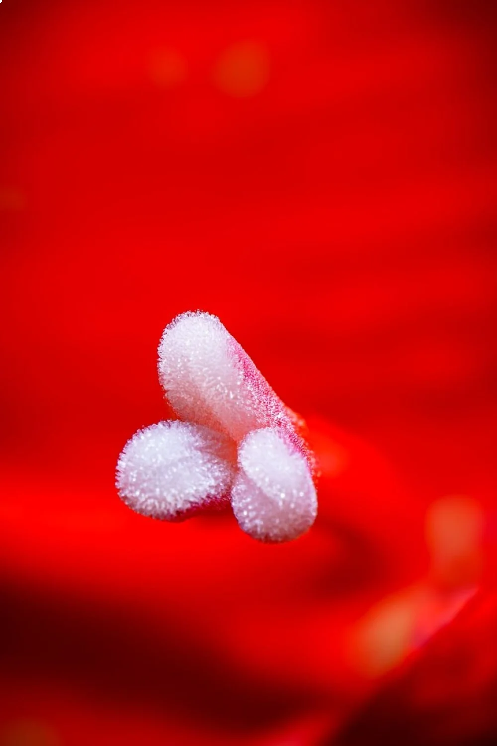 close-up of a hibiscus flower nail design with layered petals in coral pink and white on a red background