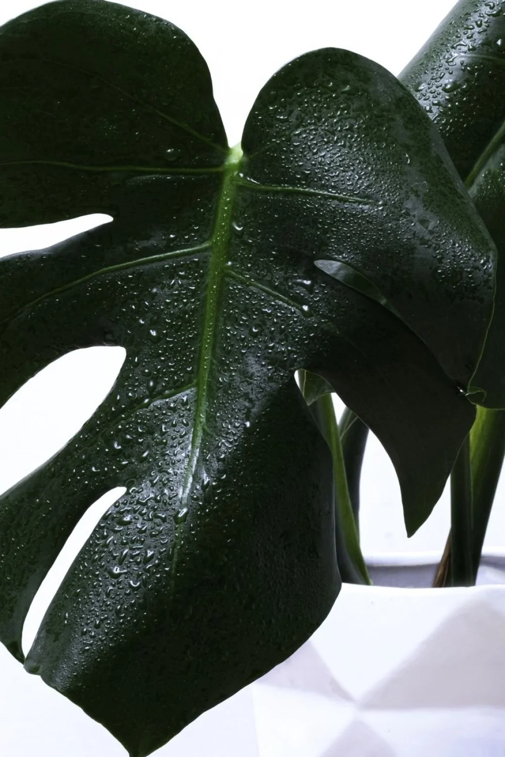 Glossy monstera leaf stamp on nails beside matte top coat finish, showcasing tropical nail designs